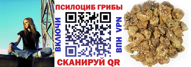 мега ссылка  darknet Telegram  Галлюциногенные грибы Magic Shrooms  Павловская 